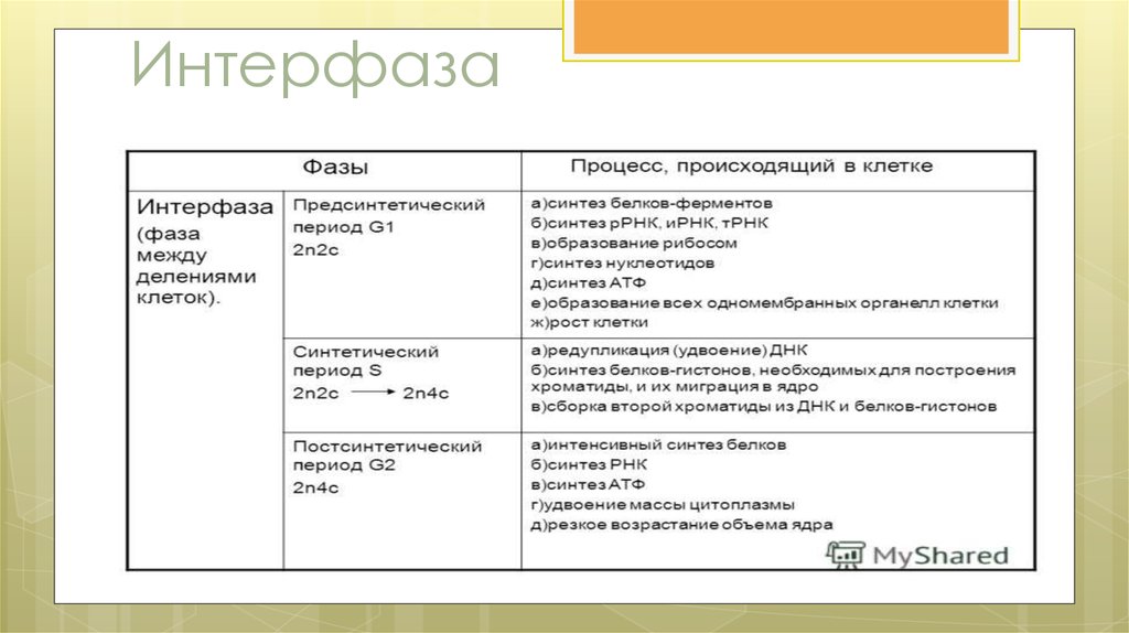 Интерфаза процессы. Интерфаза характеристика процессов. Основные процессы, происходящие в g1 периоде интерфазы. Характеристика интерфазы. Характеристика периодов интерфазы.