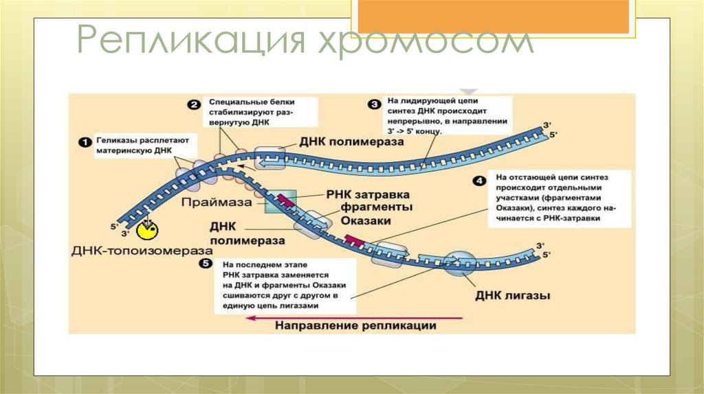 Репликация хромосом. Репликация хромосом осуществляется. Цикл репликации хромосом. Строение хромосомы после репликации ДНК. Репликация ДНК хромосом.