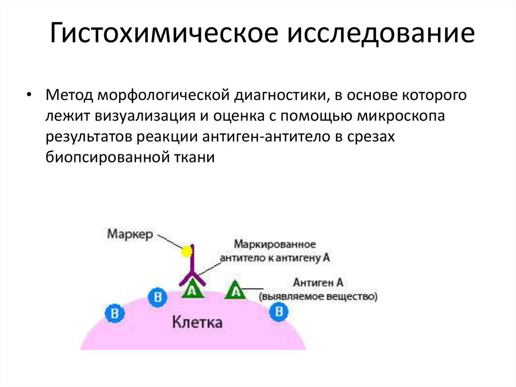 Иммуногистохимические методы презентация