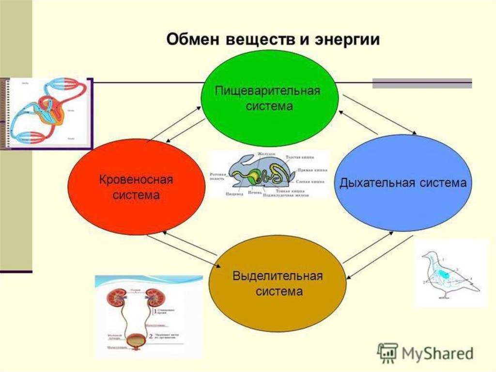 Презентация биология обмен веществ