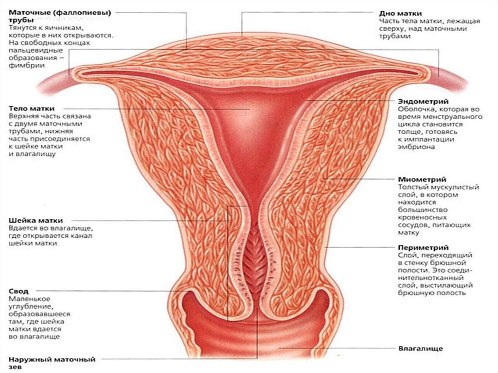 Периметрий. Маточная труба анатомия. Матка и маточные трубы. Отверстия маточной трубы. Ампулярная часть маточной трубы.