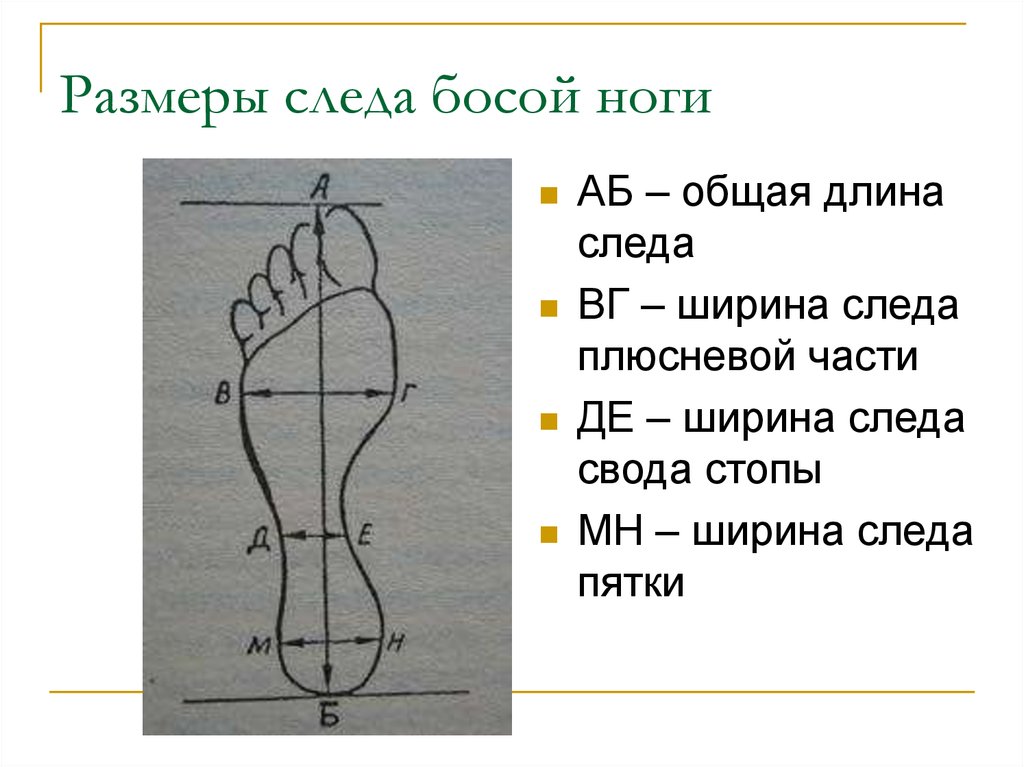 Элементы дорожки следов обуви. Измерение следа босой ноги криминалистика. Элементы следа босой ноги. Строение следа ноги. Обозначьте и назовите части следа босой ноги.