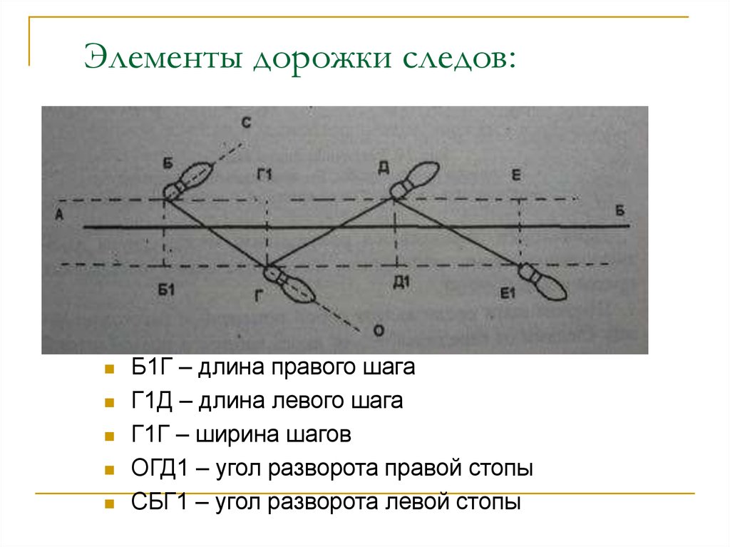 Ширина шага. Наименование элементов дорожки следов обозначьте их на схеме. Схема дорожки следов криминалистика. Способы измерения дорожки следов ног. Элементы дорожки следов ног криминалистика.