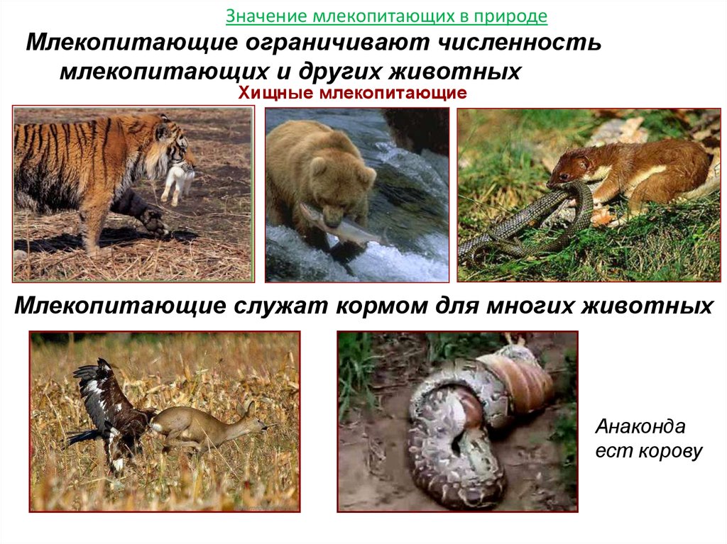 Роль в жизни человека хищных. Роль млекопитающих в природе. Млекопитающие животные значение. Численность животных. Значение млекопит в природе.