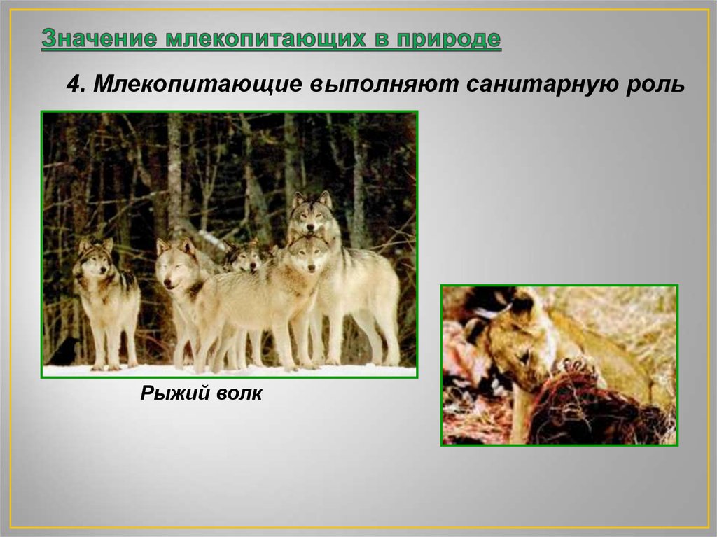 Значение млекопитающих в природе и жизни человека 7 класс биология презентация