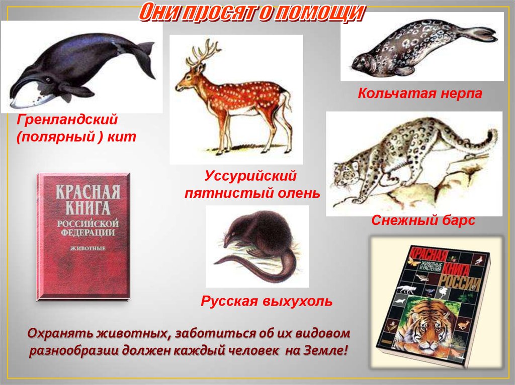 Книга млекопитающие россии