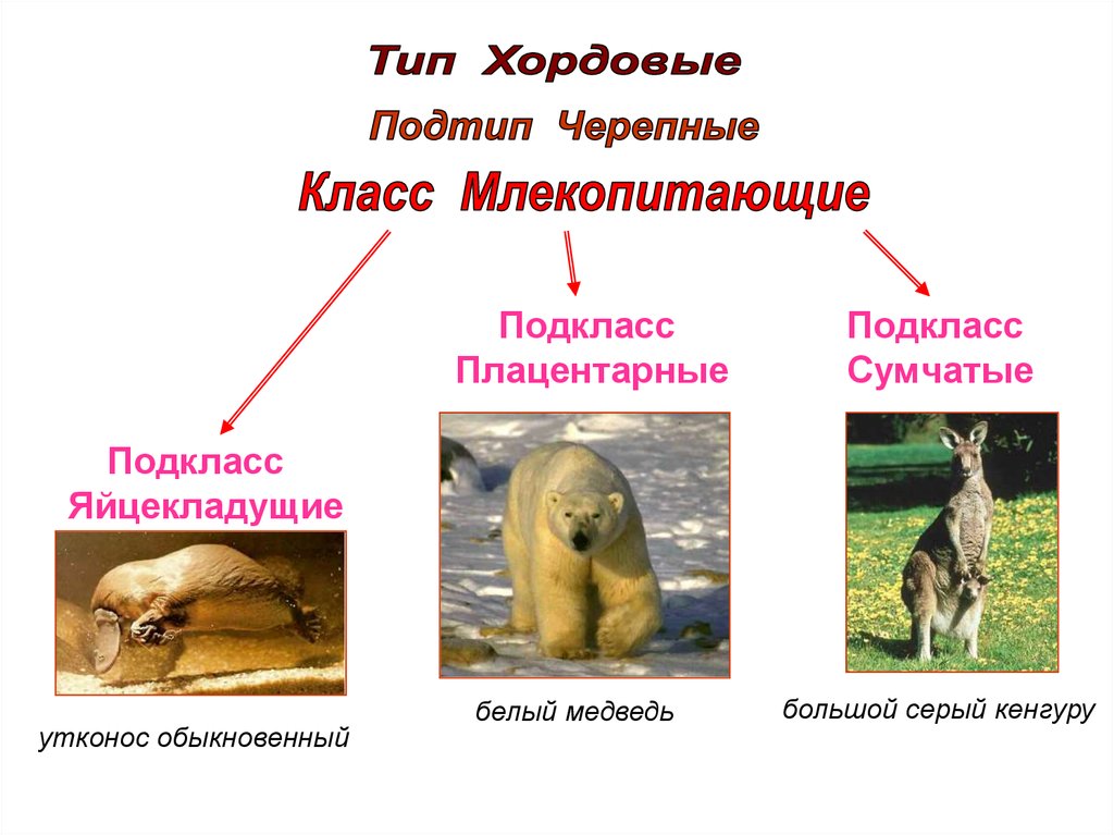 Плацентарные млекопитающие презентация 7 класс