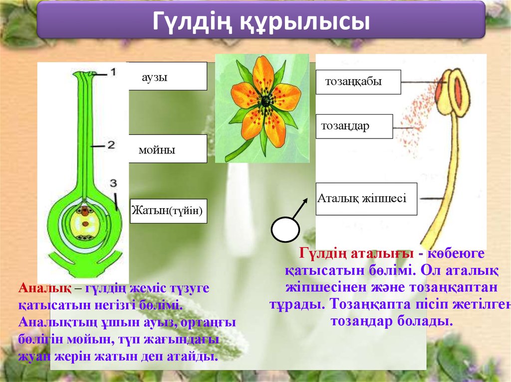 Гүлдің құрылысы. Гүл презентация. Гүл құрылысы презентация. Өсімдік құрылысы презентация. Тозаңдану және ұрықтану 7 сынып презентация.