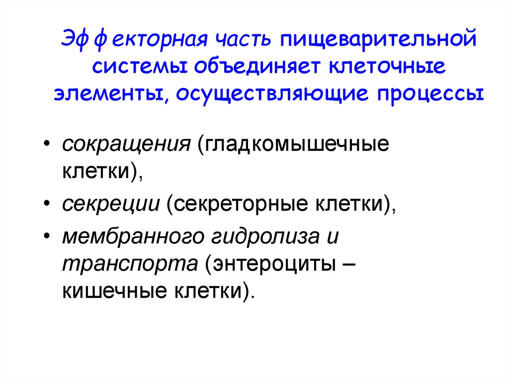 Гладкомышечные клетки секретируют. Секреторные клетки ударение. Пищеварительная система лекции Кузьмина.