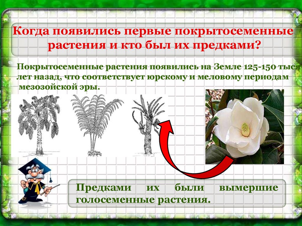 Когда появились растения. Происхождение покрытосеменных растений. Когда появились Покрытосеменные растения. Происхождение цветковых растений. Возникновение цветковых растений.