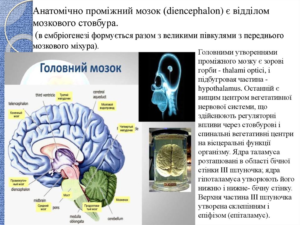 Проміжний мозок. Диэнцефалон функции. Какие структуры являются производными Diencephalon?.