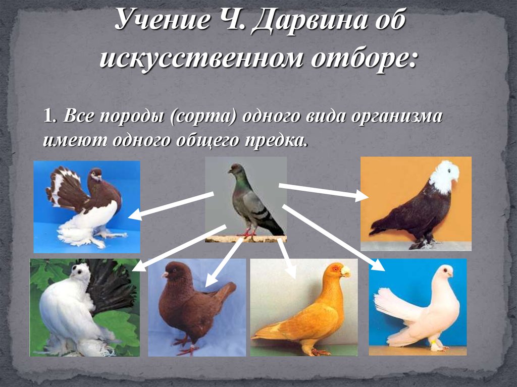 Формы методического отбора. Искусственный отбор породы голубей.