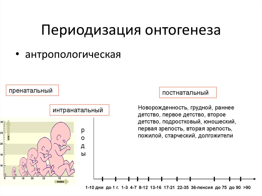 Схема возрастной периодизации онтогенеза человека