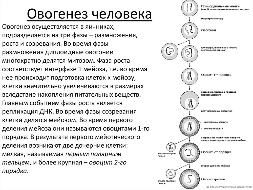 Первый порядок 5. Последовательность этапов овогенеза. Овогенез фазы кратко. Фаза формирования овогенеза. Овогенез процесс в стадии размножения.