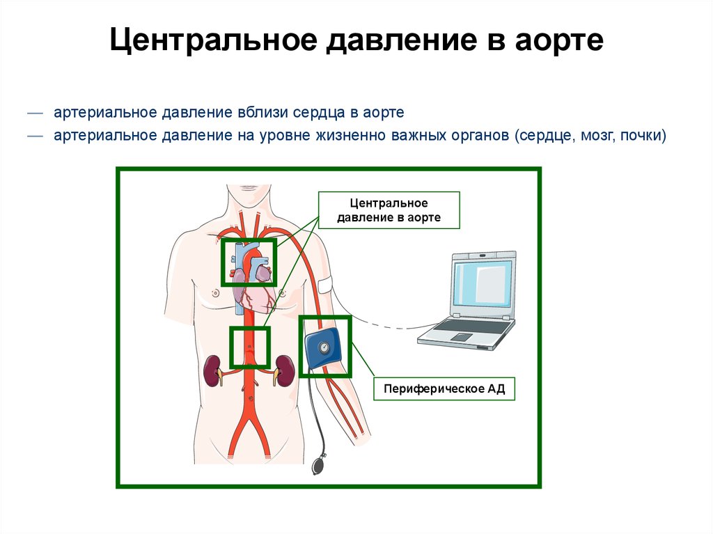 Артериальное давление это. Измерение центрального ад. Измерение центрального аортального давления. Центральное артериальное давление это. Измерение артериального давления в аорте.
