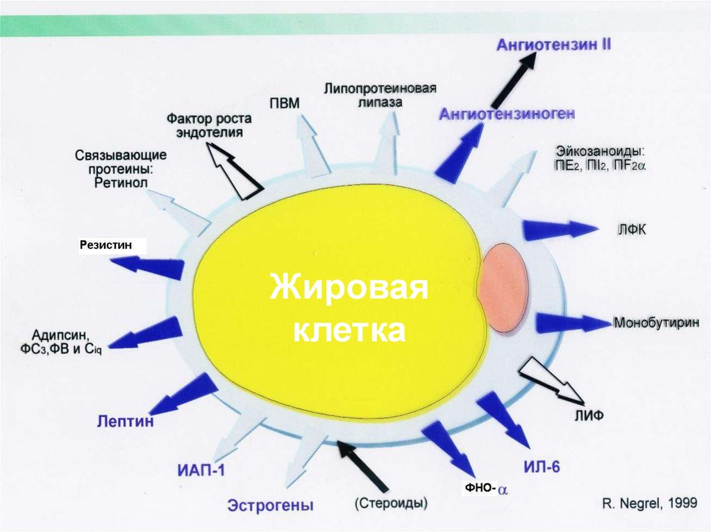 Резистин