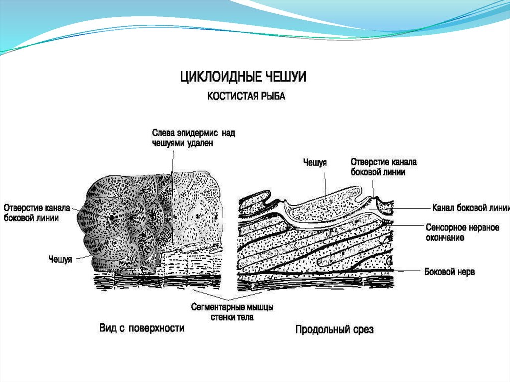Циклоидная чешуя. Строение кожных покровов костистых рыб. Кожные покровы костных рыб. Костная чешуя строение. Кожный Покров рыб.