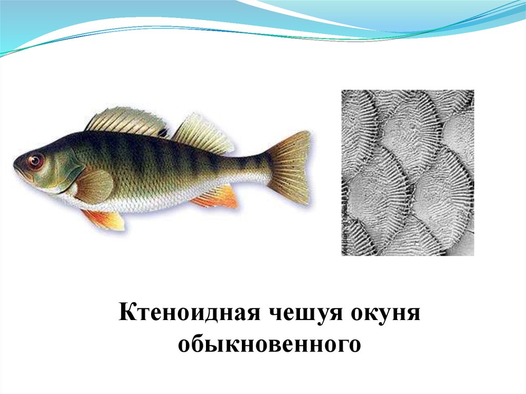 Как расположена чешуя на теле рыбы какое. Ктеноидная чешуя. Чешуя окуня строение. Ктеноидная чешуя окуня. Чешуя рыбы окуня.