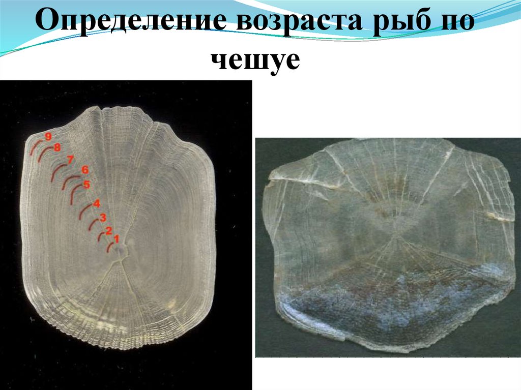 Как определить возраст рыбы по чешуе