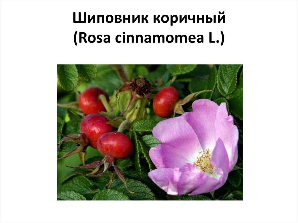 Шиповник коричный (Rosa cinnamomea L.)