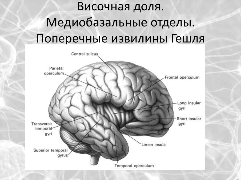 Височной извилины. Базальный отдел височной доли мозга. Поперечные височные извилины Гешля. Гешля борозда.