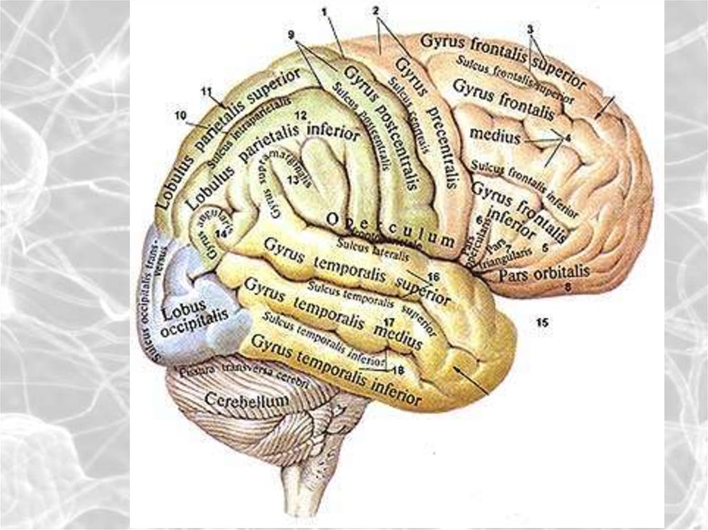 Значение извилин головного мозга. Борозды и извилины головного мозга анатомия. Борозды и извилины коры больших полушарий. Борозды конечного мозга анатомия.