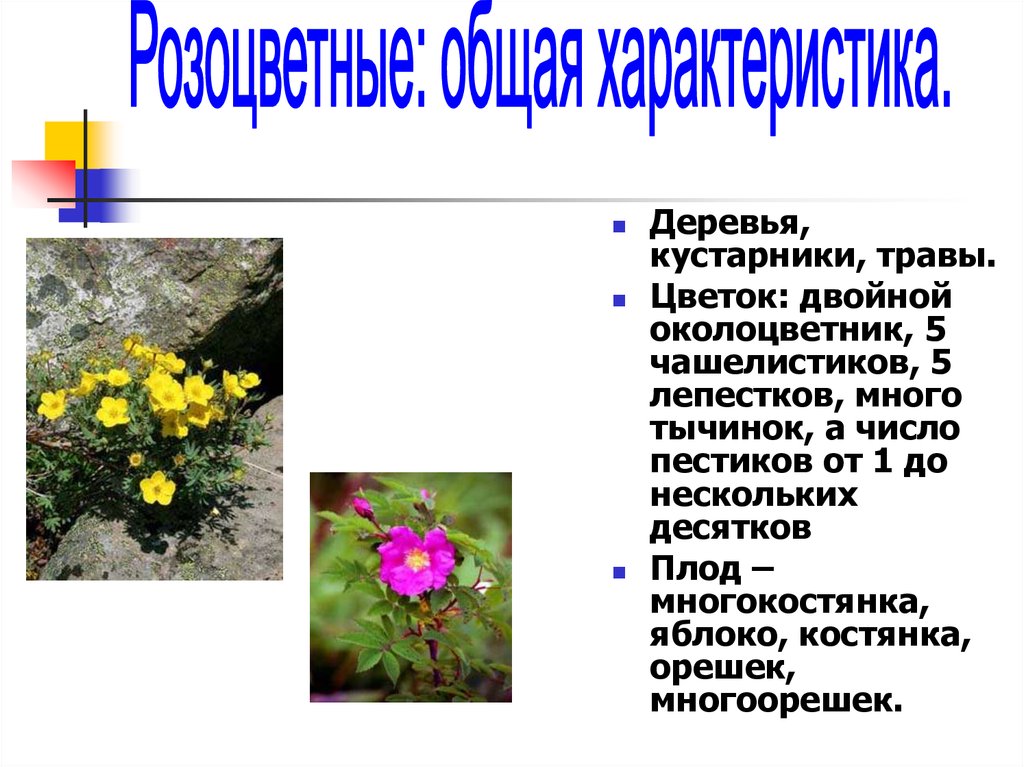 Семейство розоцветные двойной околоцветник