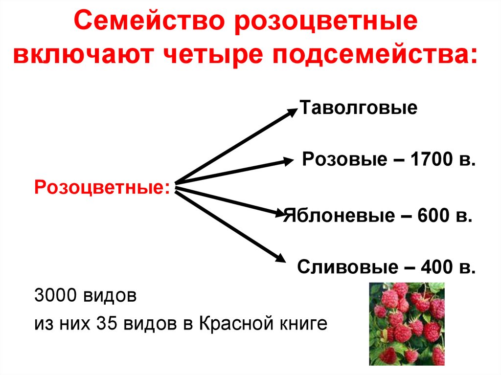 Презентация розоцветные 6 класс