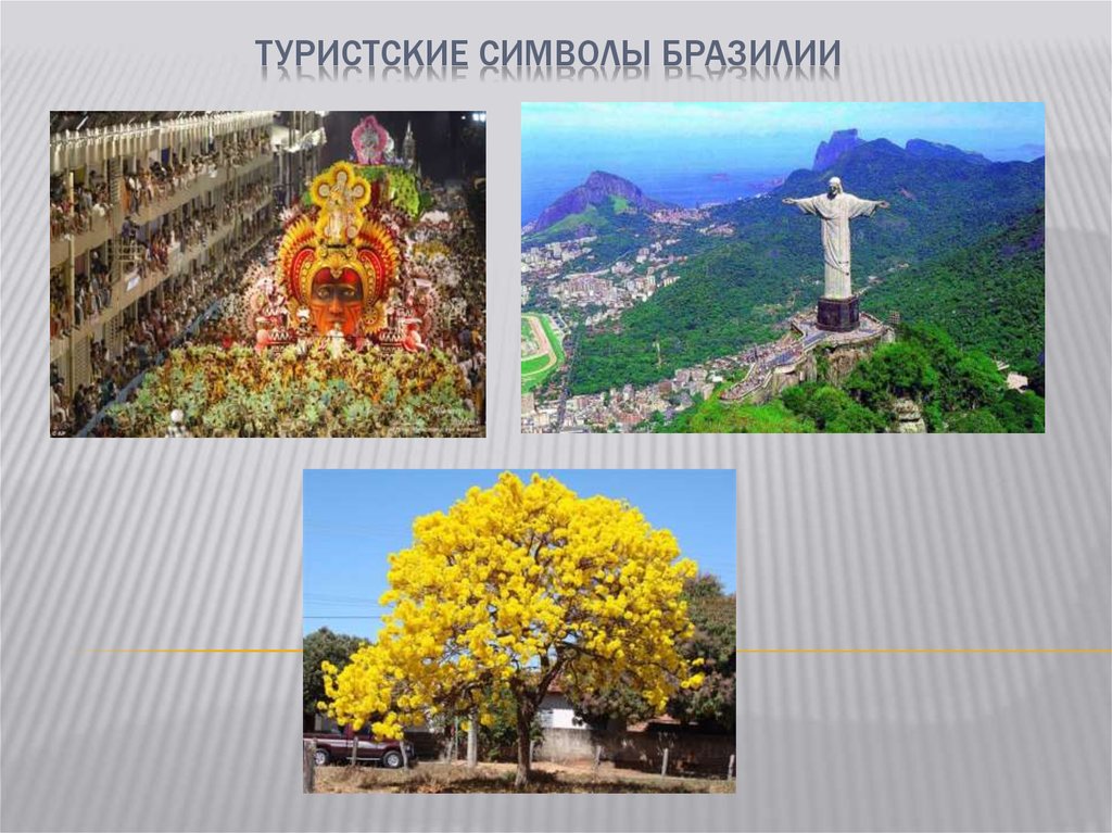 Какие деревья являются символом. Символы Бразилии. Перспективы развития туризма в Бразилии. Развитие туризма в Бразилии. Какое дерево является символом Бразилии.