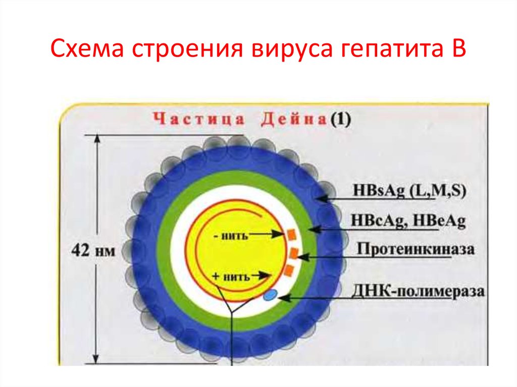 Схема строения вируса