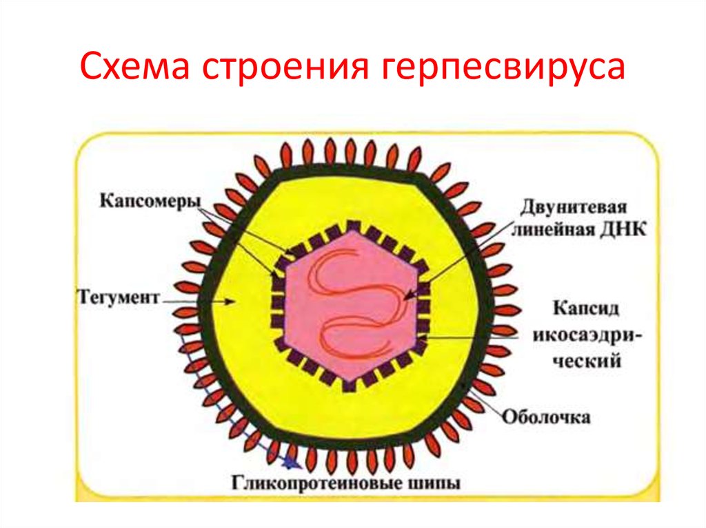 Схема строения вируса герпеса