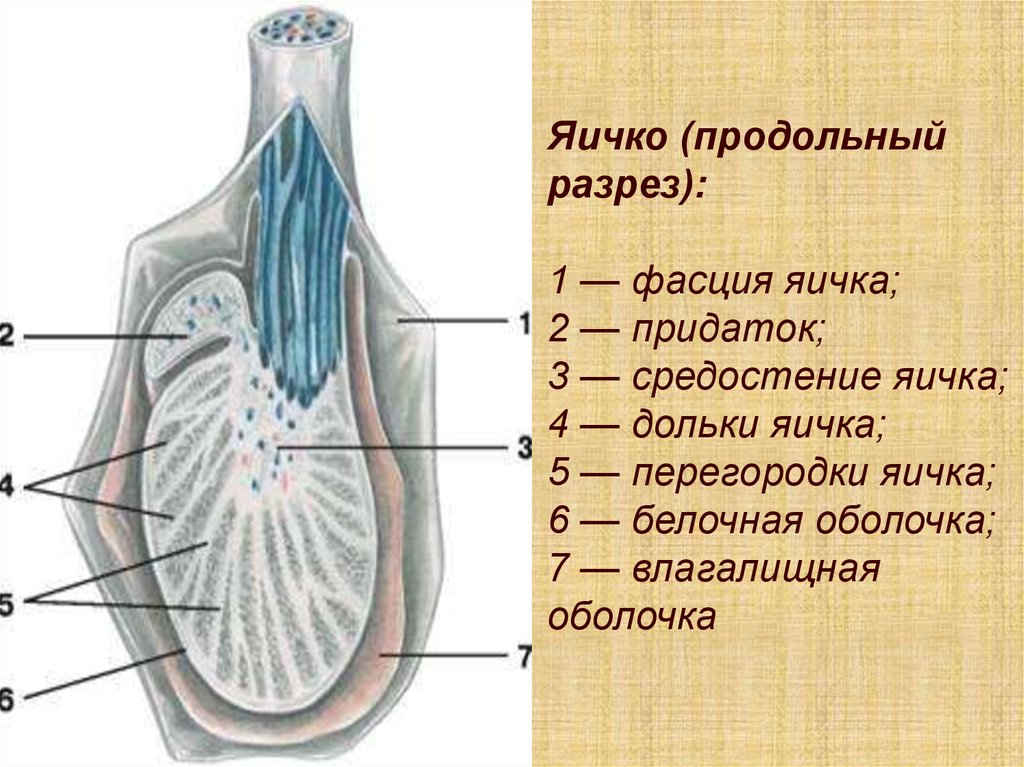 Яички образуют. Строение семенника анатомия. Придаток яичка анатомия строение. Схема фасциальных оболочек яичка. Яичко и придаток яичка.