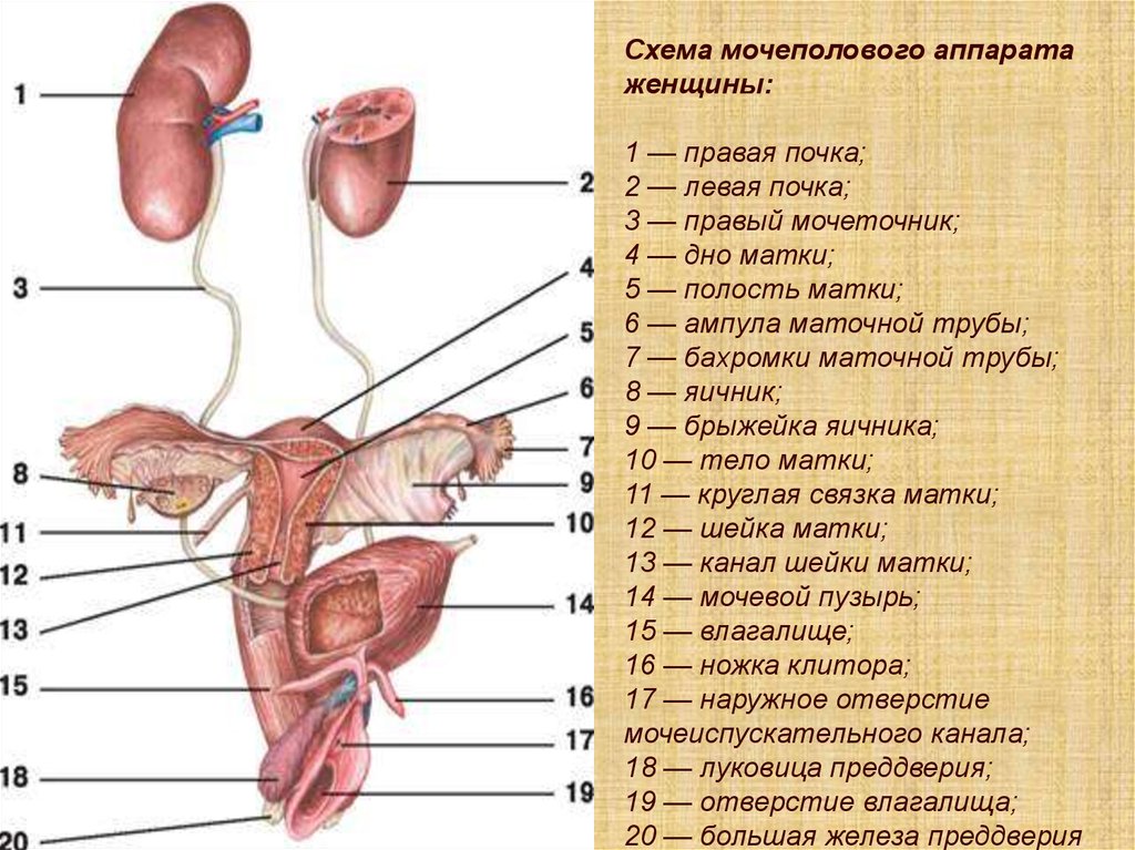 Фото Влагалища Схема