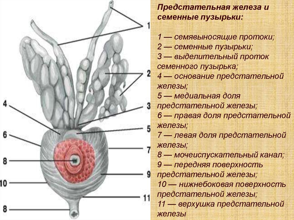 Семенной пузырек семенная железа. Семявыносящий проток и семенные пузырьки. Семенные пузырьки предстательная железа бульбоуретральная железа. Выделительный проток семенного пузырька. Семенные протоки анатомия.