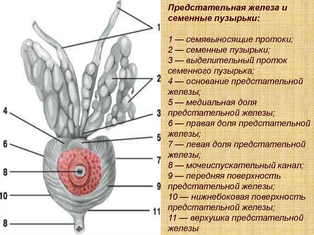 Семенные пузырьки железы