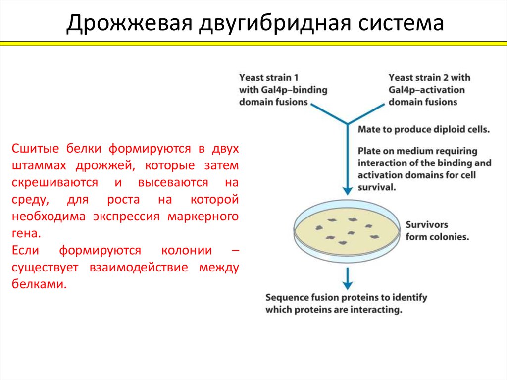 Дрожжи белок