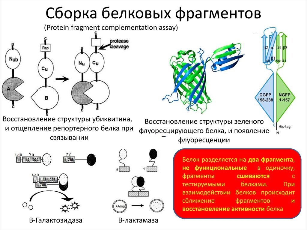 Взаимодействие белка. Белок белковое взаимодействие схема. Пример белок белкового взаимодействия. Примеры белок белковых взаимодействий. Белок белковое взаимодействие биохимия.