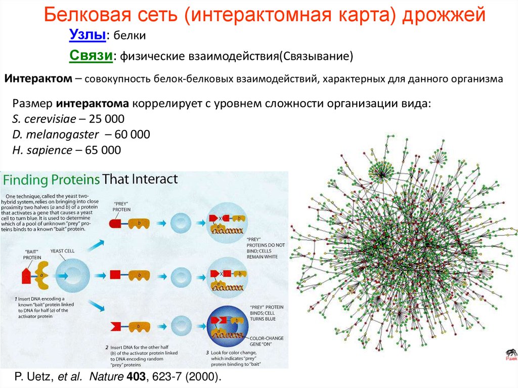 Белково белковые взаимодействия. Белковые сети. Белок-белковые взаимодействия. Взаимодействие белок белок. Физические связи белка.