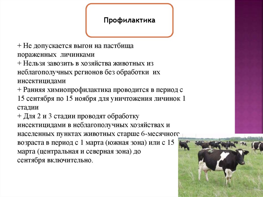 Системы и способы содержания крс презентация