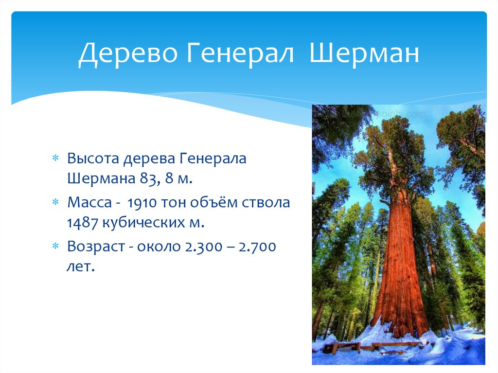 Какое дерево ответ. Генерал Шерман дерево презентация. Какое дерево самое полезное. Какое дерево самое мягкое. Текст про дерево генерал Шерман.