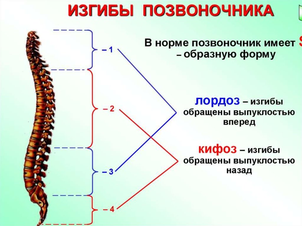 Какую форму строения имеет. Лордозы и кифозы позвоночника анатомия. Перечислить физиологические изгибы позвоночника:. Отделы позвоночника, изгибы позвоночника.. Позвоночный столб анатомия отделы и изгибы.