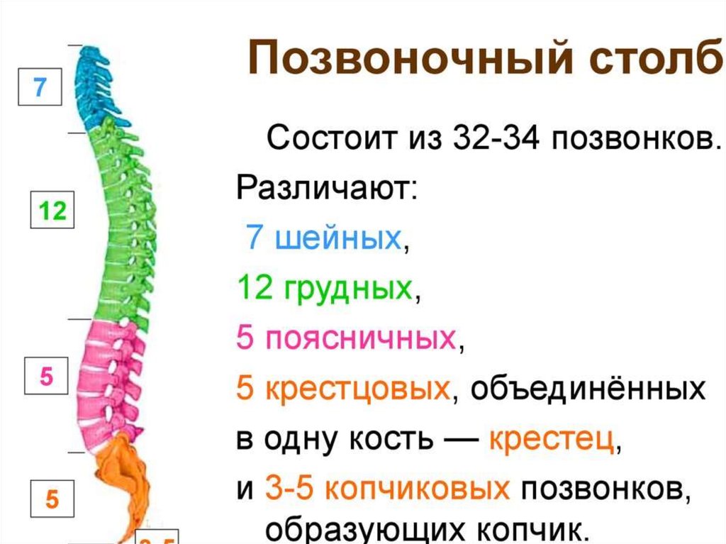 Позвоночнике выделяют пять отделов. Позвоночный столб анатомия человека. Строение позвоночного столба в целом. Позвоночный столб и строение позвонка. Позвоночный столб, отделы, изгибы, строение позвонков..