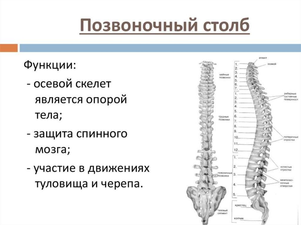Состав отдела позвоночника. Позвоночный столб строение и функции. Позвоночный столб анатомия функция. Осевой скелет строение и функции. Строение костей позвоночника человека.