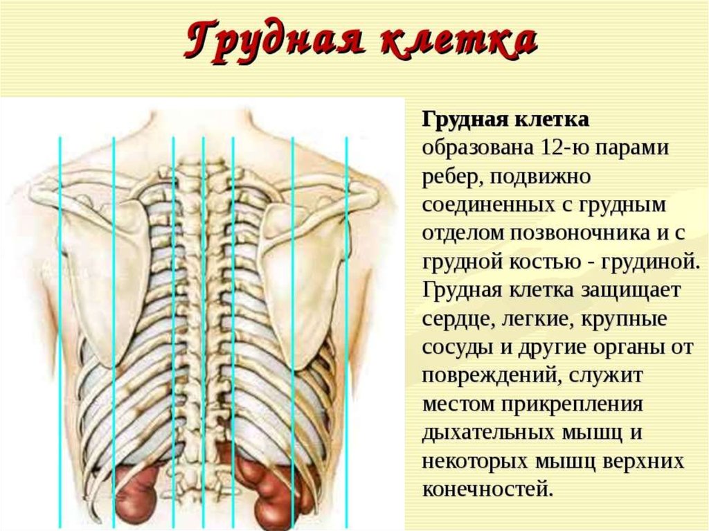 Грудную клетку образуют. Соединение костей грудной клетки анатомия. Грудная клетка Тип соединения костей. Тип соединения грудной клетки. Грудная клетка строение и соединение костей.