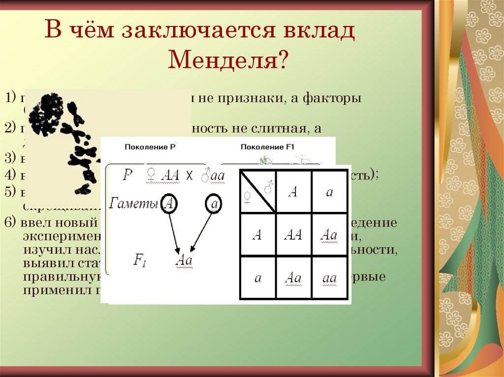 Признаки менделя. Мендель вклад. Вклад Менделя в генетику. Вклад Менделя в изучении наследственности. В чем заключается заслуга Менделя.