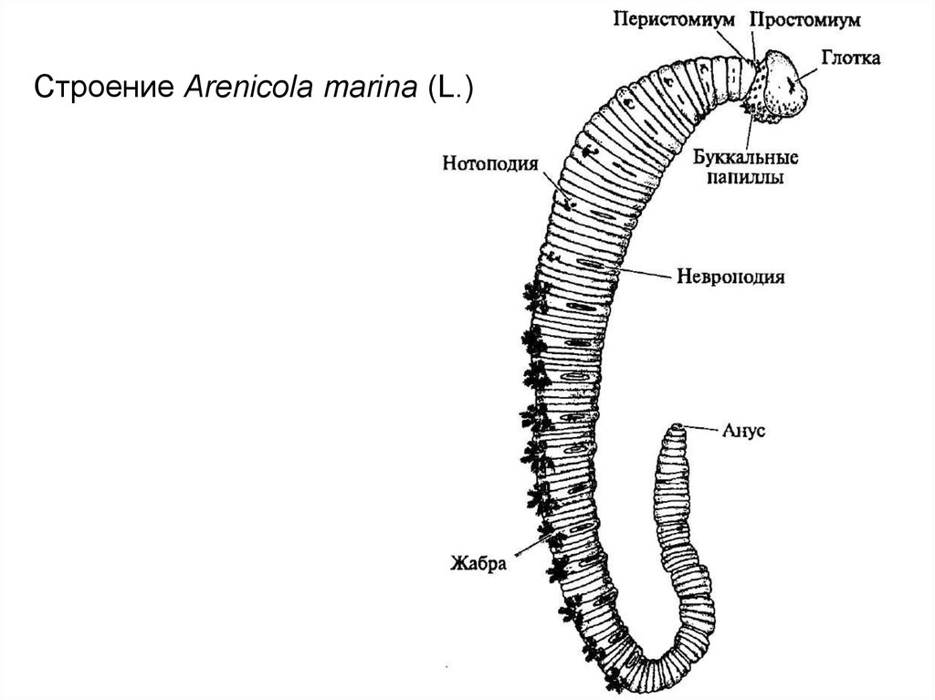 Передний и задний конец червя. Строение кольчатых червей. Полихеты черви строение. Строение поперечного среза кольчатого червя.