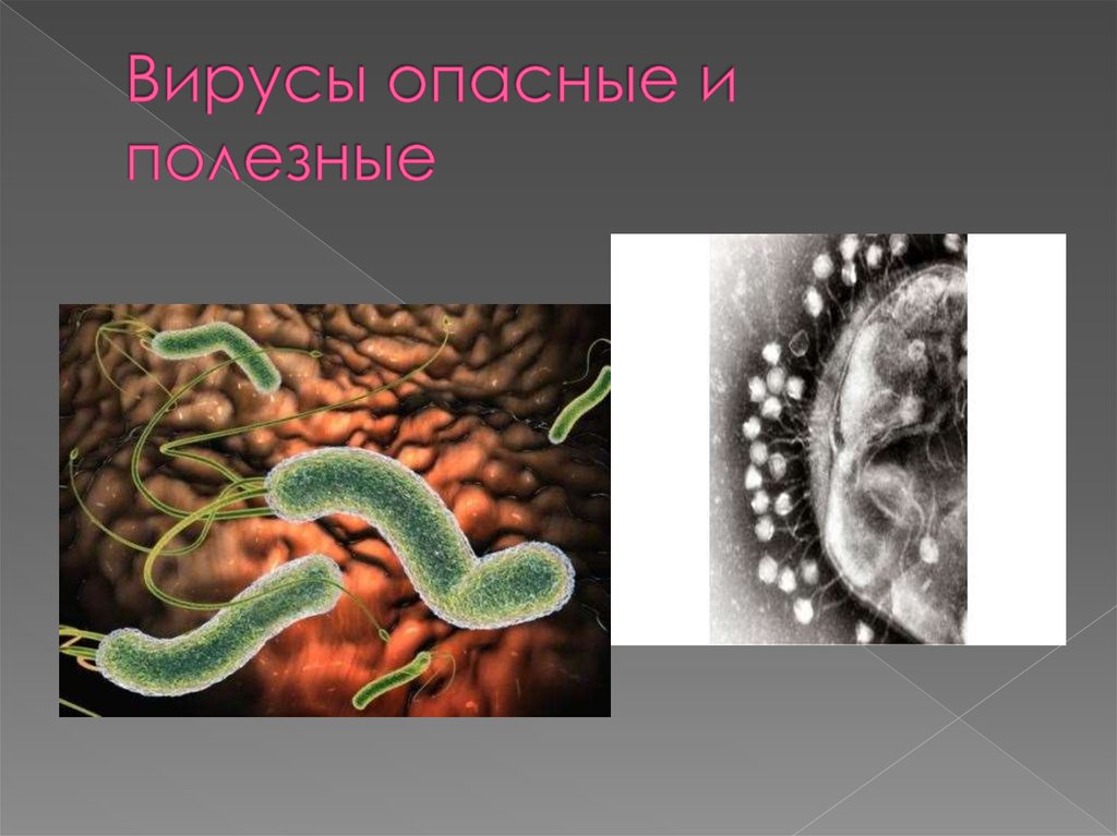 Примеры использования вирусов для пользы человека
