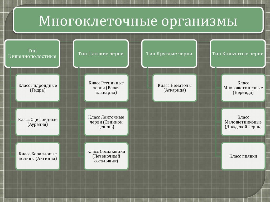 Современная система простейших