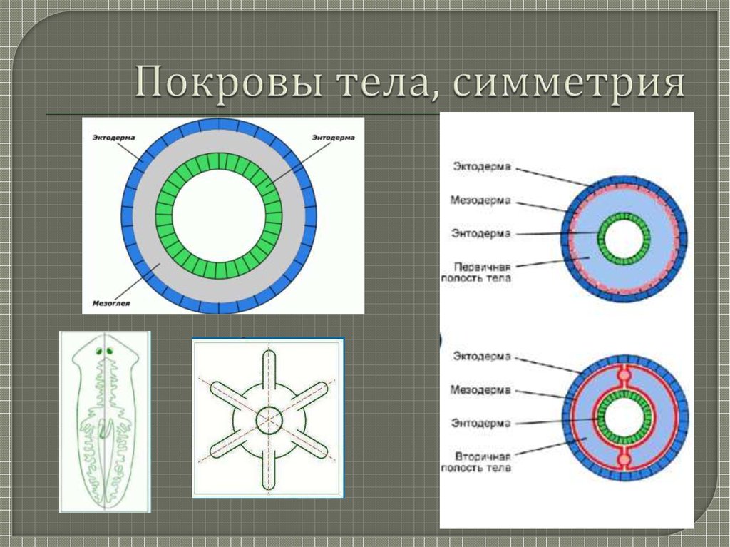 Симметрия тела