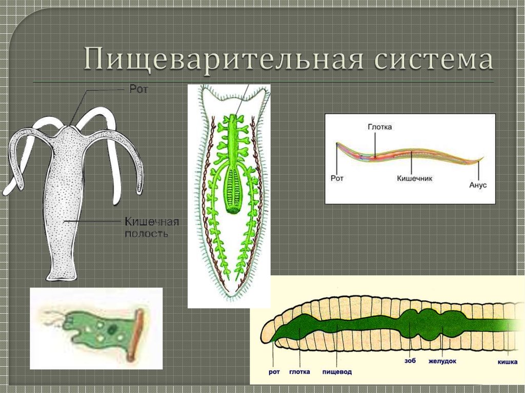 Пищеварительная система